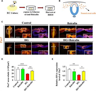 Baicalin administration could rescue high glucose-induced craniofacial skeleton malformation by regulating neural crest development